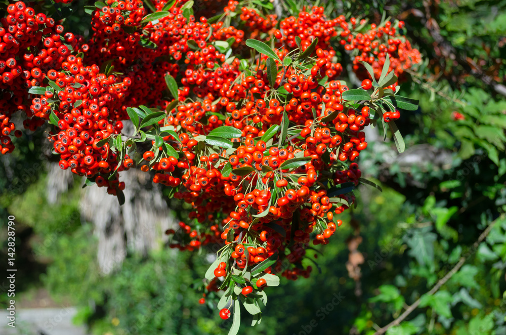 bunches of red Rowan at the sun