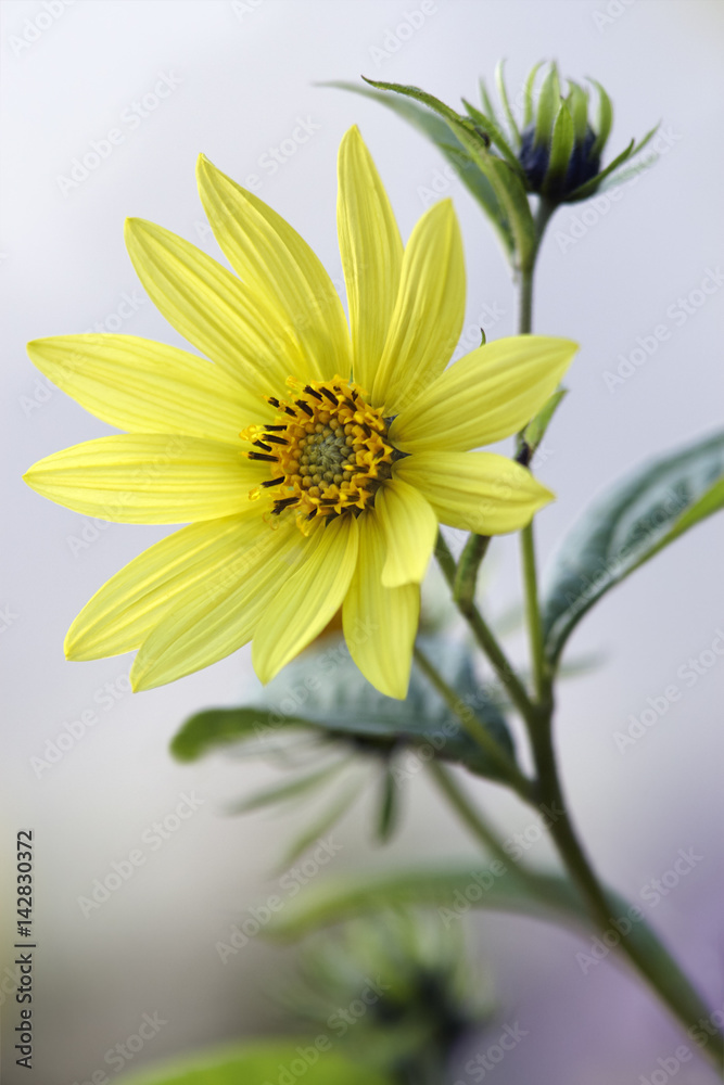 Obraz premium Gardens chamomile