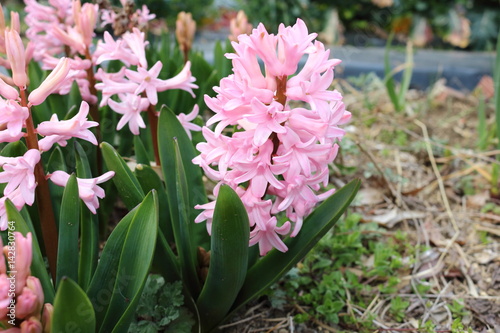 ピンクのヒアシンス