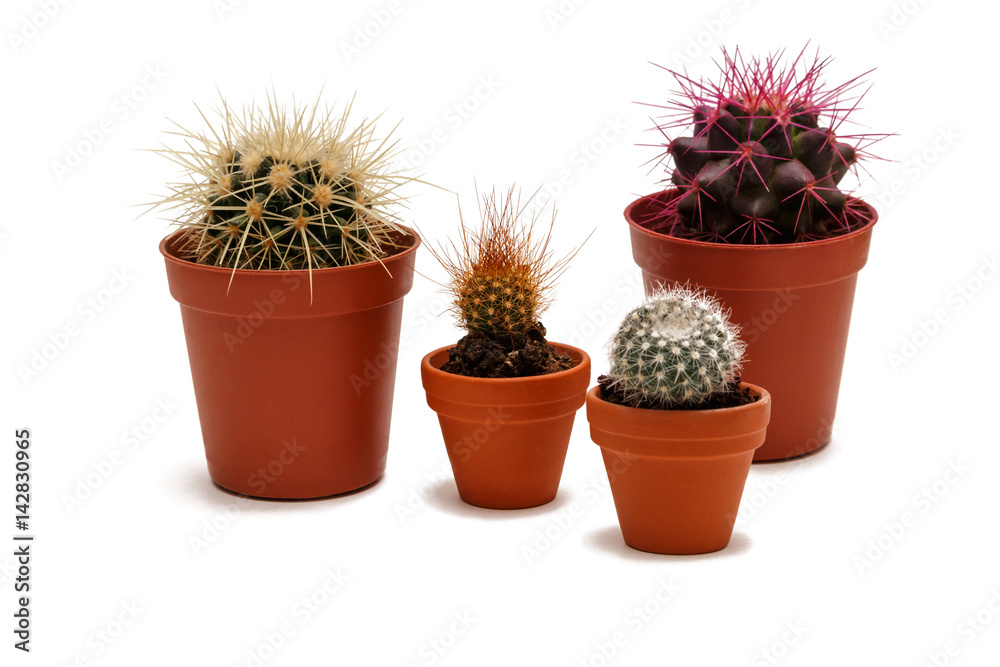 Group of cactuses in pot isolated on white background Group of cactuses in pot isolated on white background