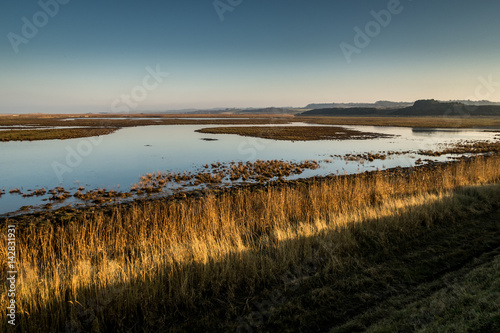 Reeds and reedbeds in Norfolk on a winter afternoon photo