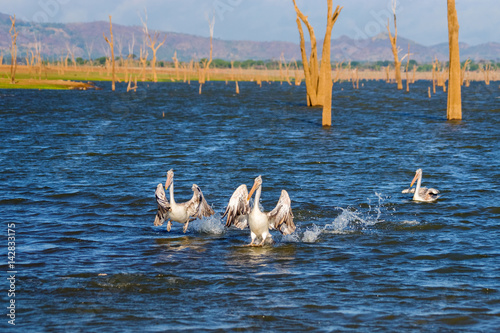 A pair of spot-billed pelicans (Pelecanus philippensis) in water pond in Udawalawe national park photo