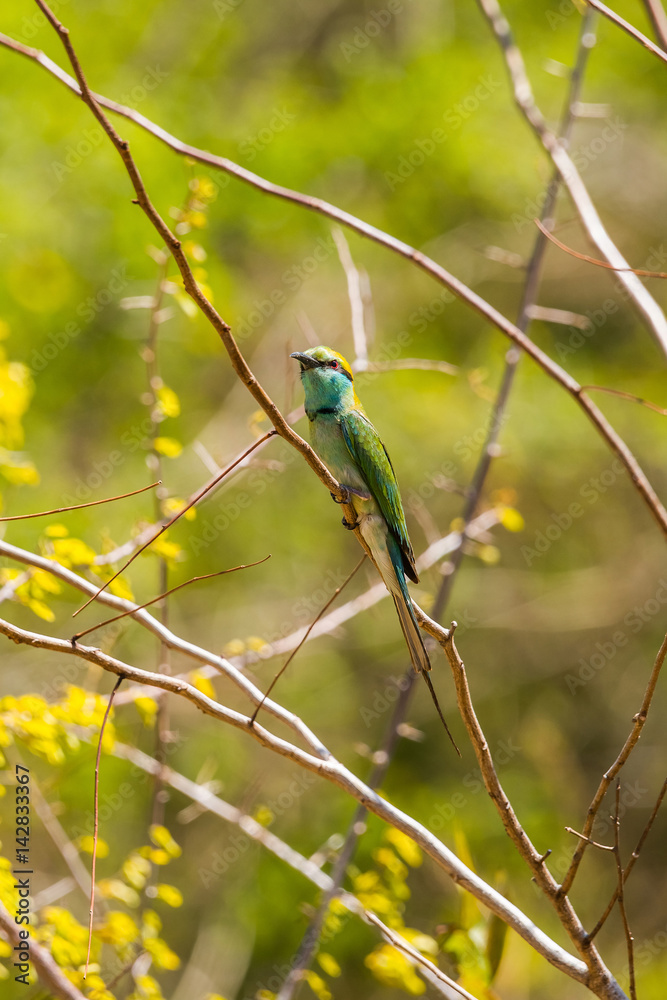 Blue-tailed bee-eater (Merops philippinus) perched on a tree branch in bright spring forest