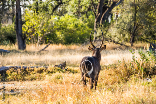 Fotografi Rear view of waterbuck (kobus ellipsiprymnus) antelope standing in african forest