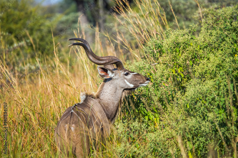 Fototapeta premium A kudu bull feeding in Moremi game reserve, Botswana