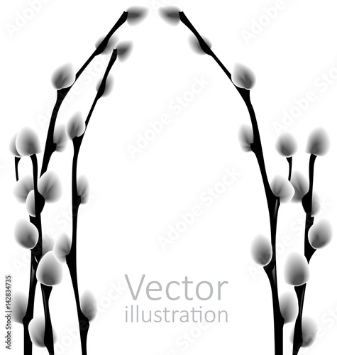 Vector illustration of twigs Of Pussy Willow