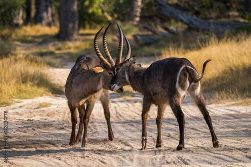 Two waterbuck bulls fight over cow rights. Moremi game reserve national park  Okavango delta  Botswana.