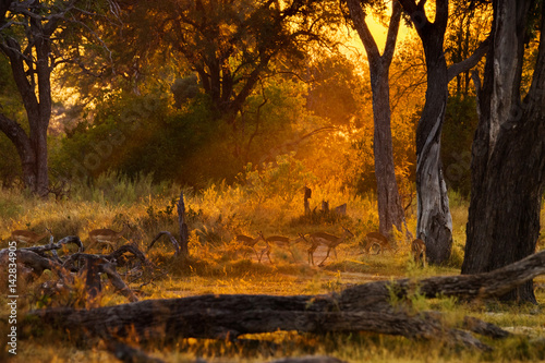 Impala herd walking in the evening (Moremi Game Reserve, Botswana)