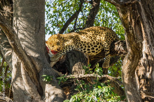 Leopard eats its prey in tree  Moremi game reserve  Botswana