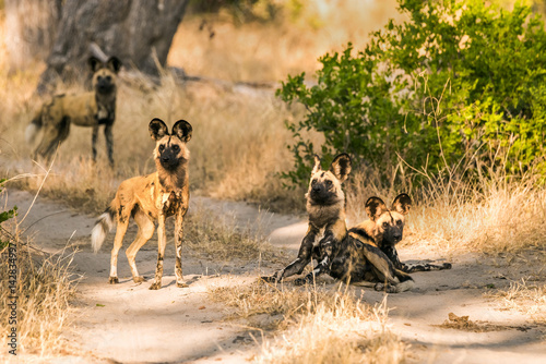 Photography Pack of African wild dogs standing on road at Moremi Game Reserve