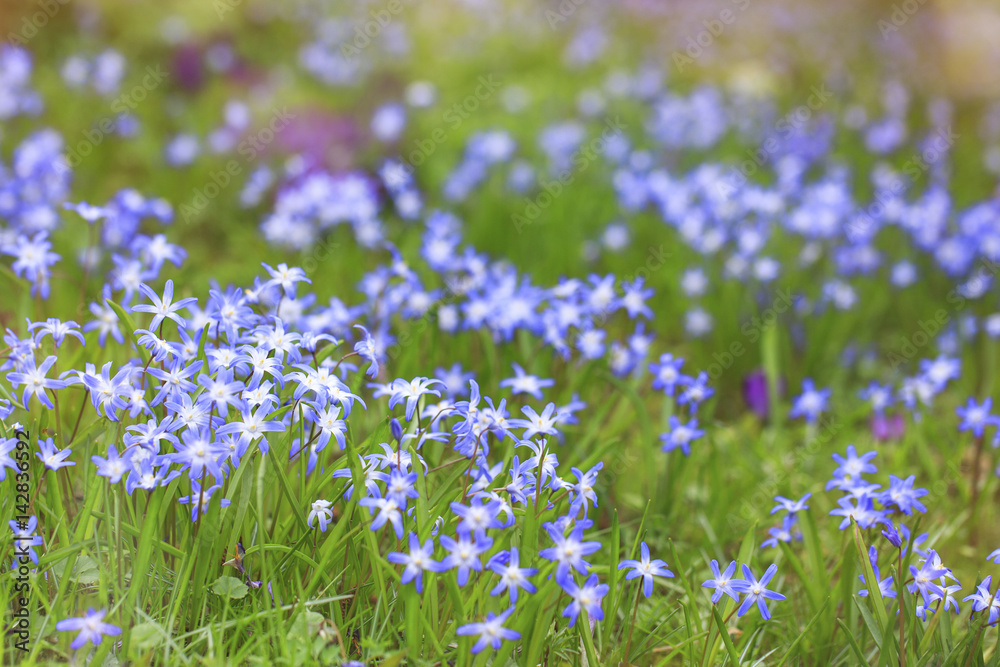 Frühlingsblumen in Blau 