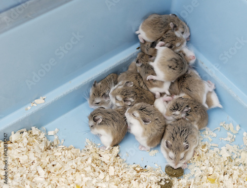 detail of russian hamster photo