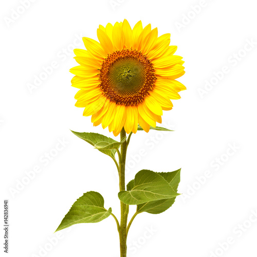 Sunflower isolated on white background. Flat lay, top view. Flower