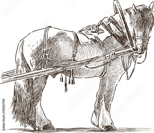 sketch of a harnessed workhorse