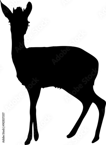 Silhouette of a damara dik dik, hand drawn vector illustration isolated on white background photo
