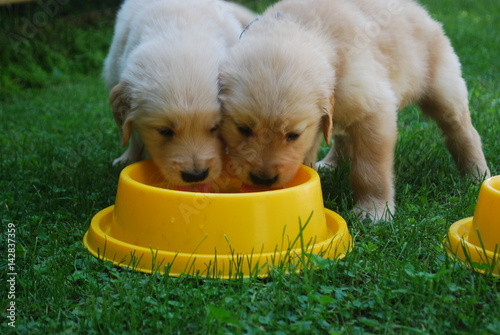 Cachorros de perro tomando agua de un plato amarillo