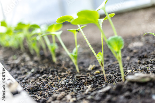 Jungpflanzen in Reihe 