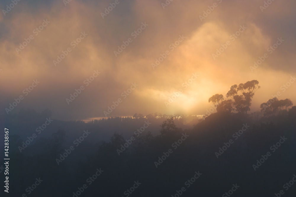 Morning mist, haze over forest treetops