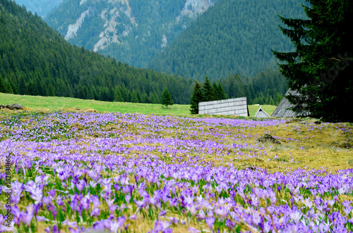 Natural meadow with blooming purple crocuses in Chocholowska velley photo
