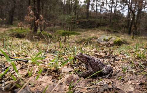Small toad in big forest. Common toad, Bufo bufo, on its way to the breeding pond in april. Norway.