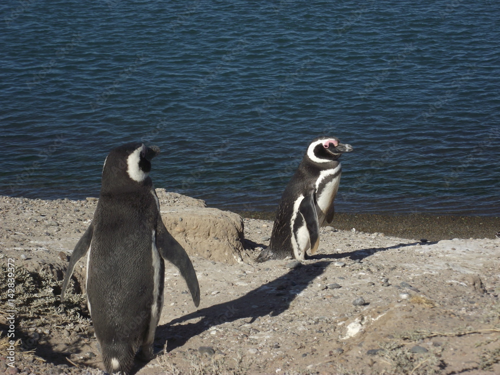 Fototapeta premium pinguino magallanes vida natural