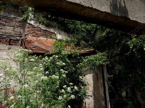 casa abandonada y destruida cubierta por las plantas photo