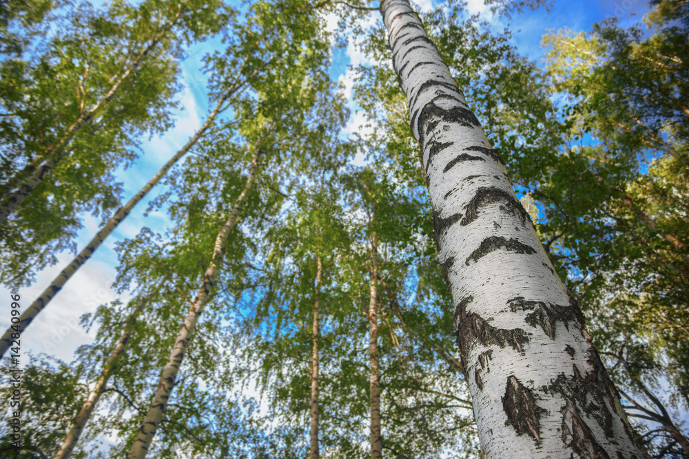 Fototapeta premium summer in sunny birch forest
