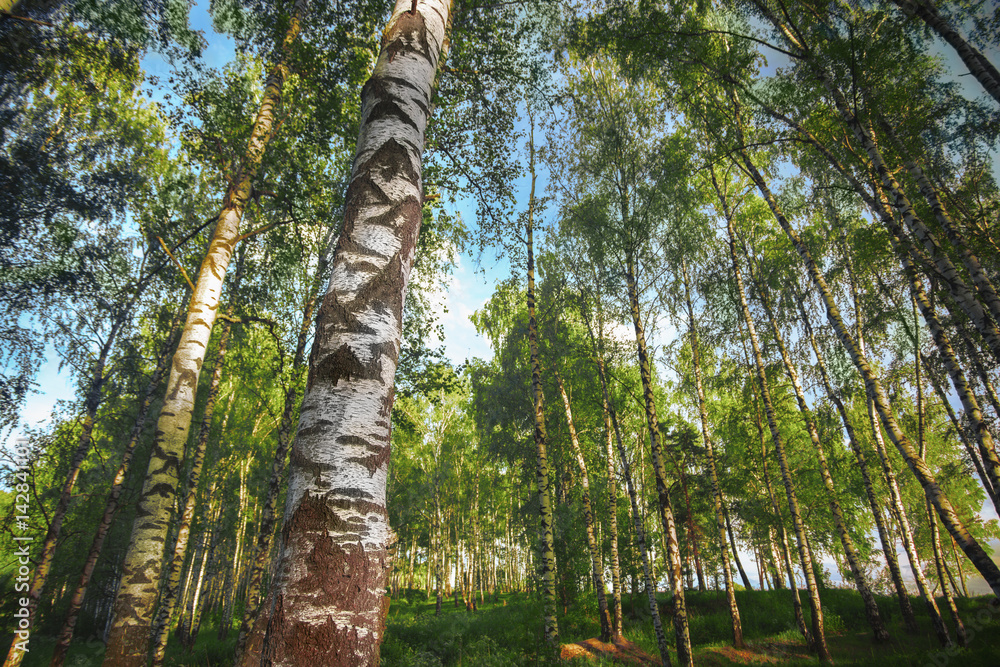 Fototapeta premium summer in sunny birch forest