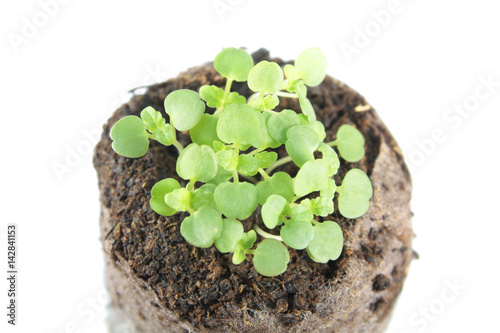 Seedling of balm mint (Melissa officinalis) with two green cotyledon and true leaves in clod of soil isolated on white background