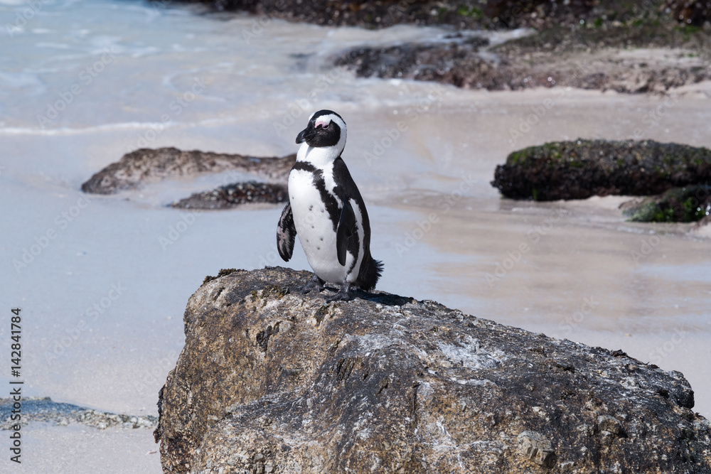 Obraz premium Pinguin Boulders Bay, South Africa