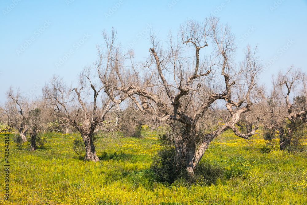 Infested olive trees (bacterium Xylella Fastidiosa), Salento, South Italy Infested olive trees (bacterium Xylella Fastidiosa), Salento, South Italy
