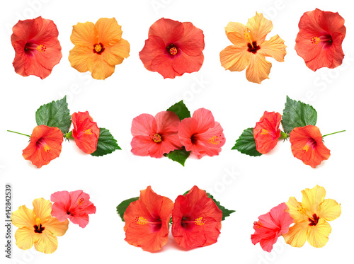 Collection of colored hibiscus flowers with leaves isolated on white background.