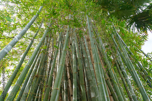 Looking up at green long bamboo shoots