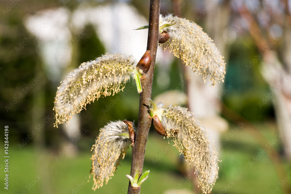 Obraz premium willow branch with flowering catkins growing in the garden illuminated by the rays of the spring sun zoom on full frame