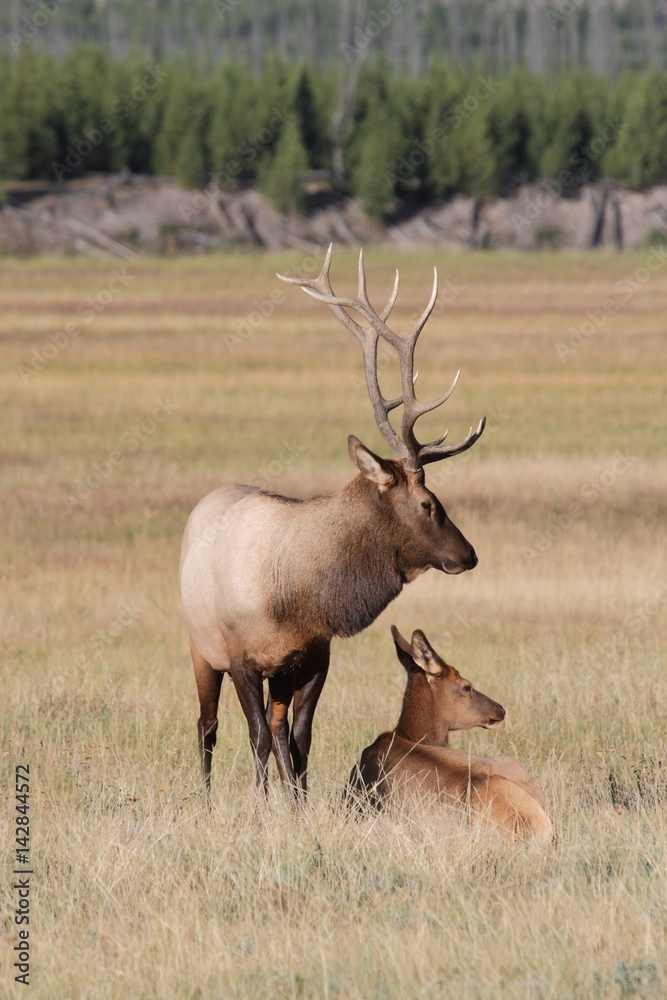 Pair of Elk Pair of Elk