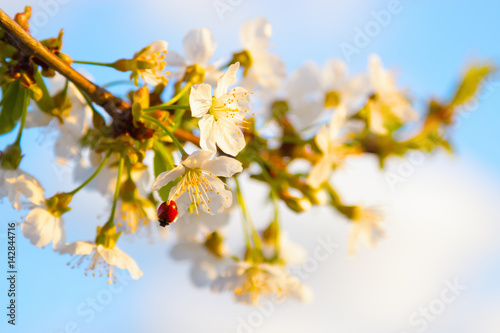Red ladybug sits on the enchanted branch of cherry blossom.