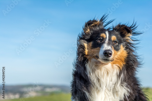 Quadro su tela Shetland Sheepdog