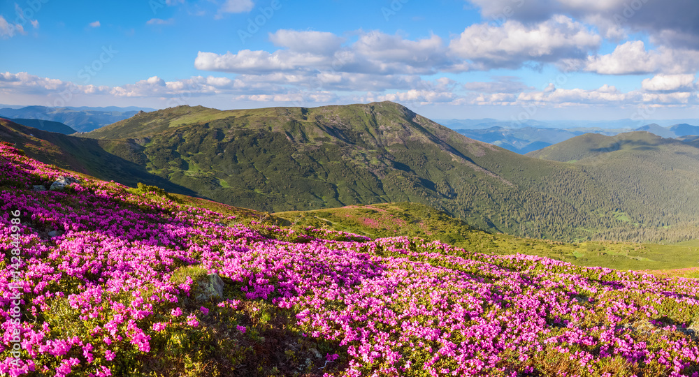 Many nice pink rhododendrons on the mountains.