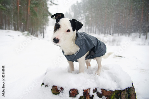 Light broken Jack Russell Terrier dog in a grey jacket posing outdoors on a tree stump in winter