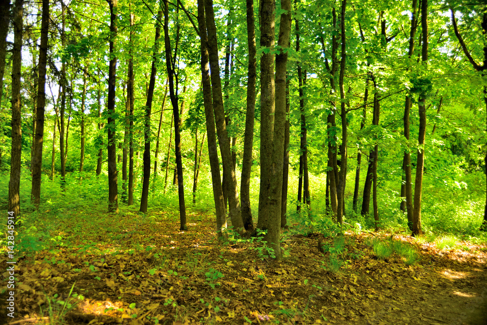 Beautiful forest landscape. Trees and sunlight. Sky Beautiful forest landscape. Trees and sunlight. Sky