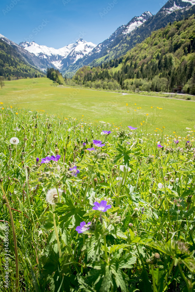 Oberallgäu - Wildblumenwiese blühend eingebettet in einer Berglandschaft
