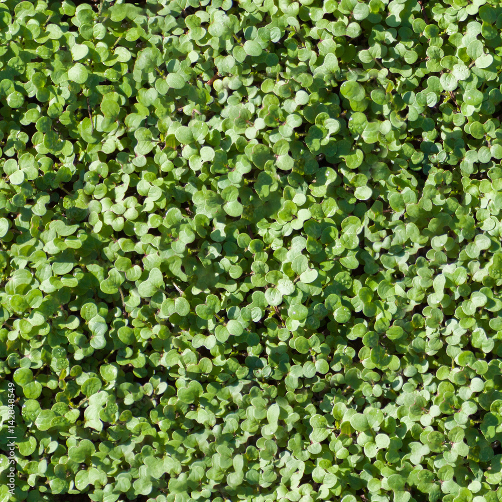 Seamless grass texture Seamless grass texture