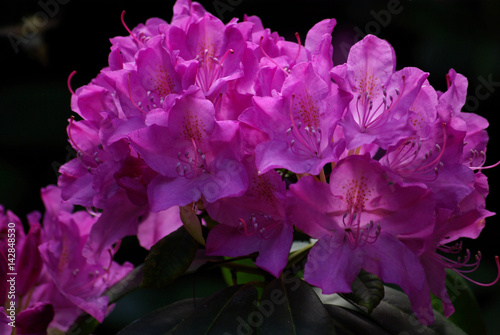 Rhododendron mauve au jardin au printemps