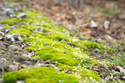 Green moss near the curb