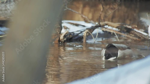 Duck looking for food