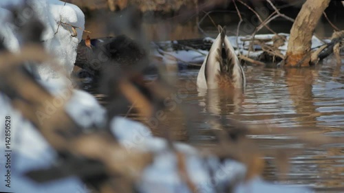 Ducks are looking for food in a spring pond