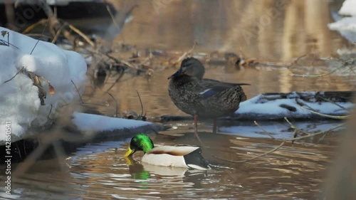 Duck looking for food