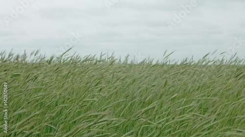 ears of wheat