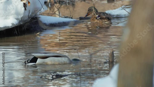 Family of ducks floating in the spring pond