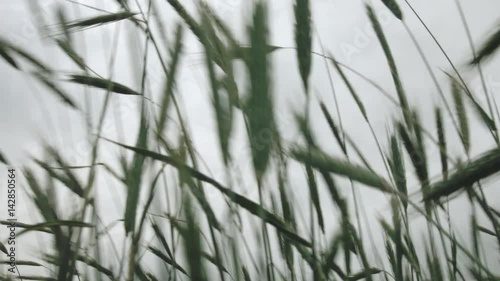 ears of wheat 2